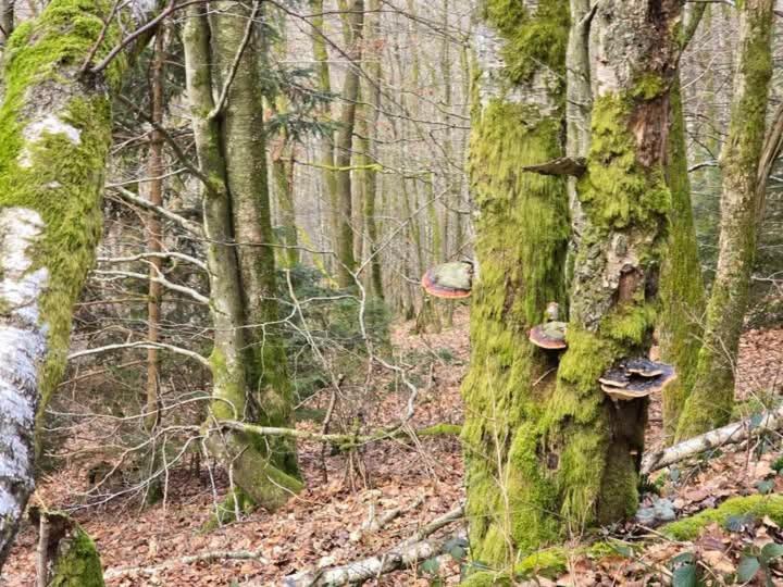 Au Vieux Lavoir Alle Esterno foto